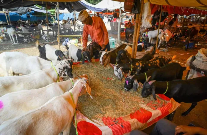 Delhi Govt Issues Strict Bakra Eid Guidelines; Illegal Animal Sacrifice and Public Slaughter to Invite Legal Action